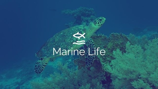 Singapore marine life turtles and sharks