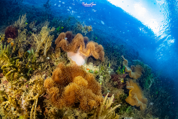Marina at Keppel Bay coral walk underwater