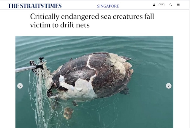 Straits Times Singapore Marine Gudie Wade Pearce Sea Turtle caught in net