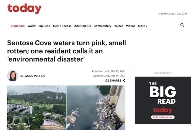 Singapore Marine News - Today News Singapore MArine Guide Pink water at Sentosa Algae Bloom